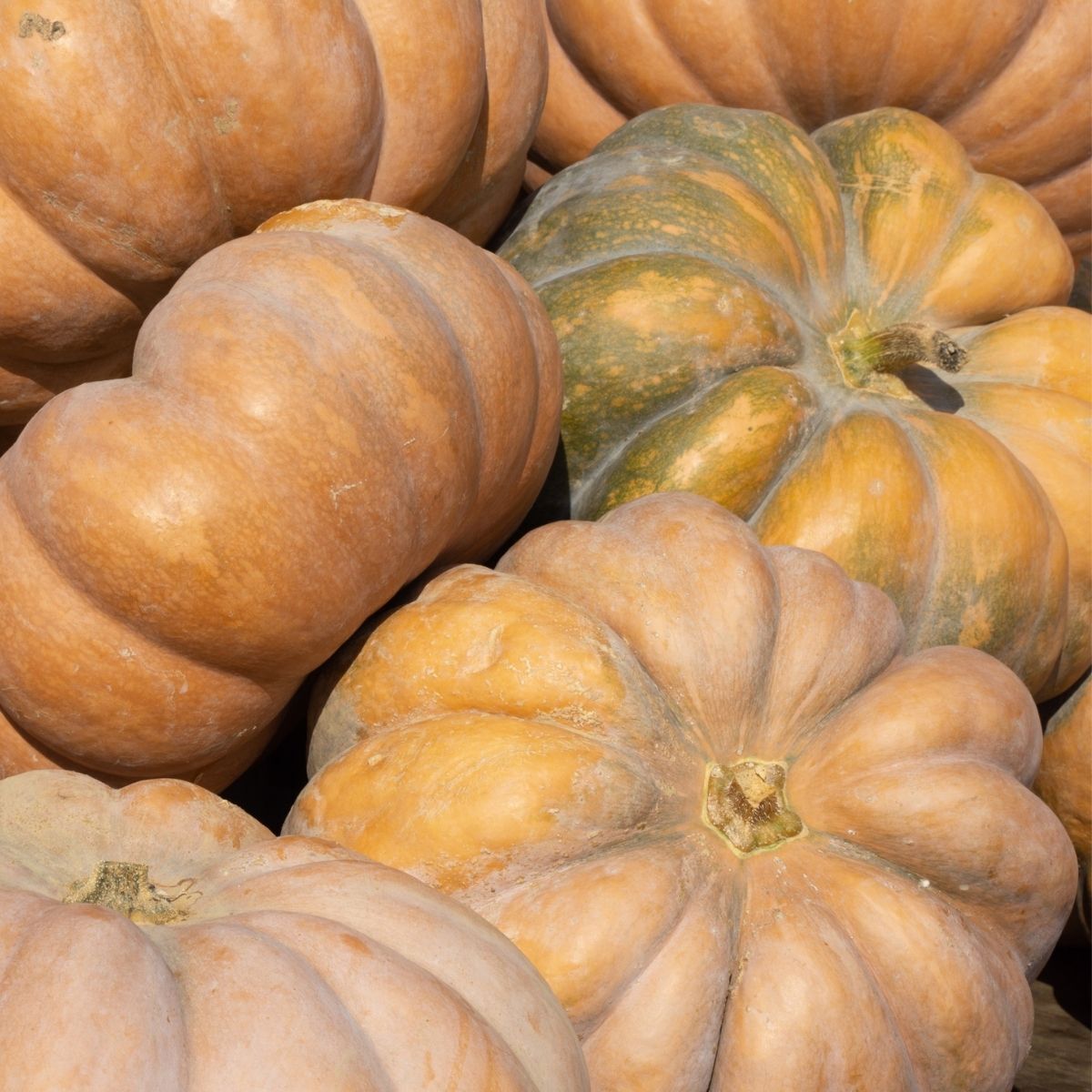Pumpkin- Musquee de Provence 25g